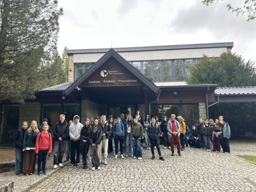 zielona bukowina 15