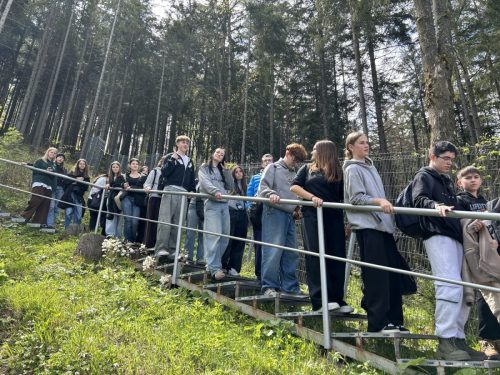 zielona bukowina 19
